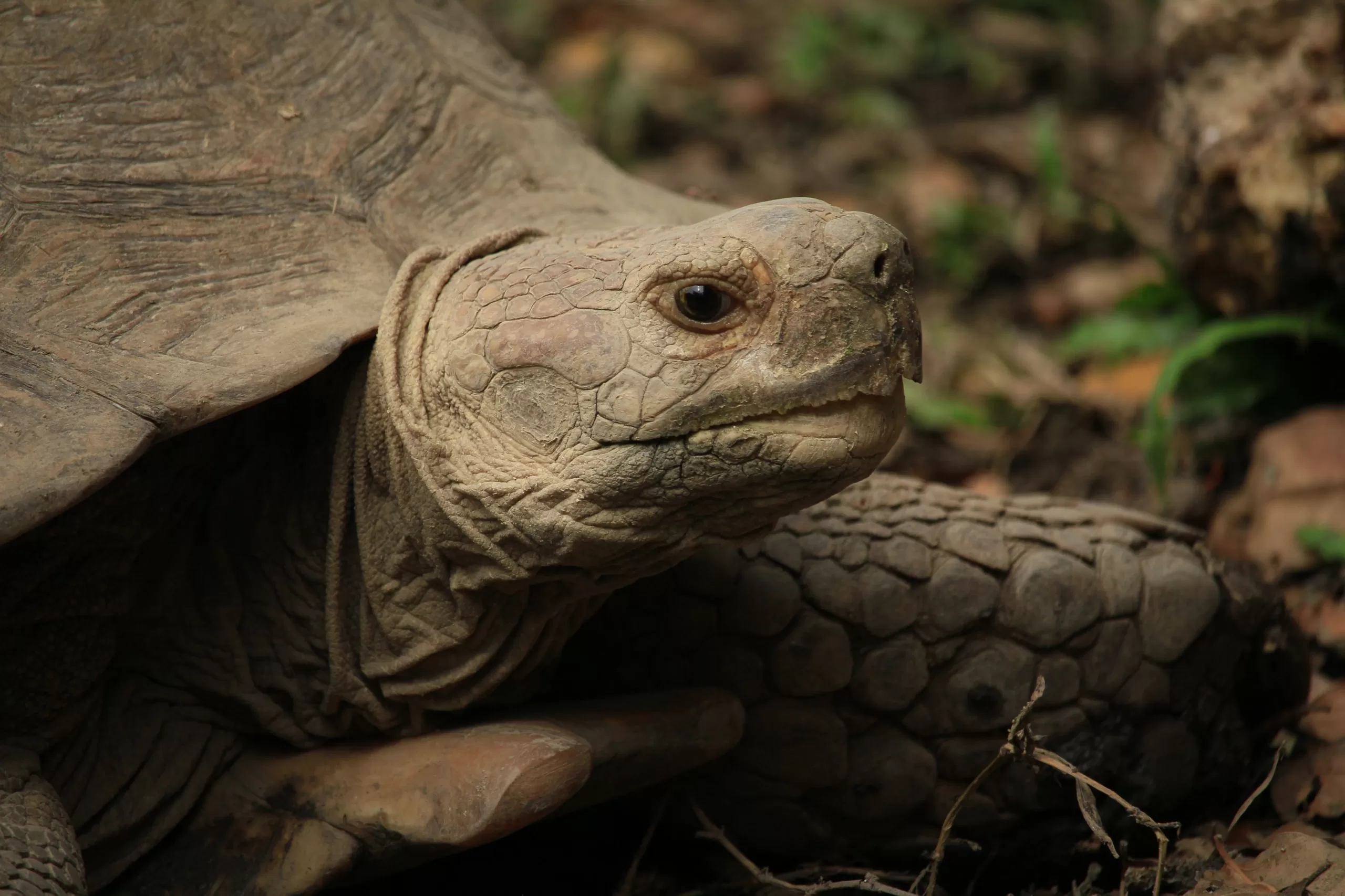 Tortuga De Espolones Africana Caracter Sticas Cuidados Y Curiosidades