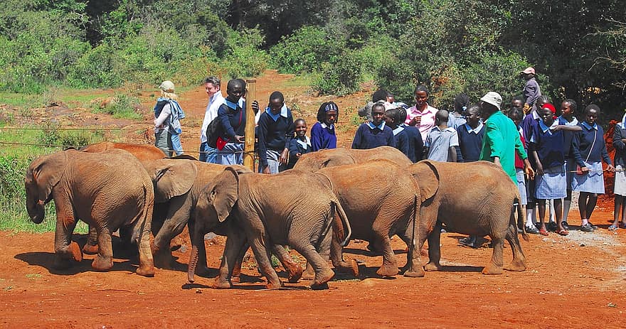 Visita de una escuela para ver crías de elefantes africanos huérfanas