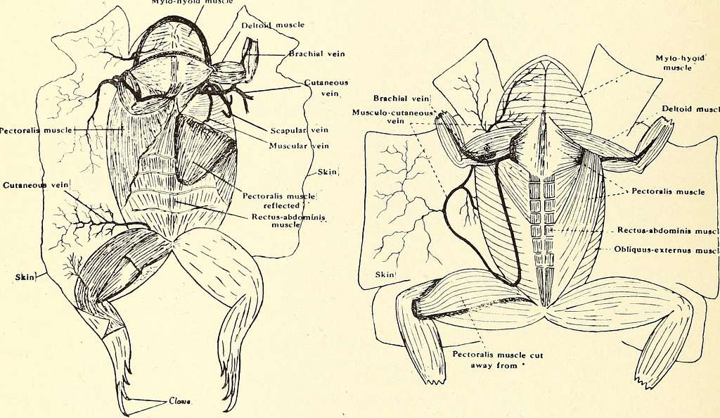 Dibujo de la anatomía de la rana de uñas africana