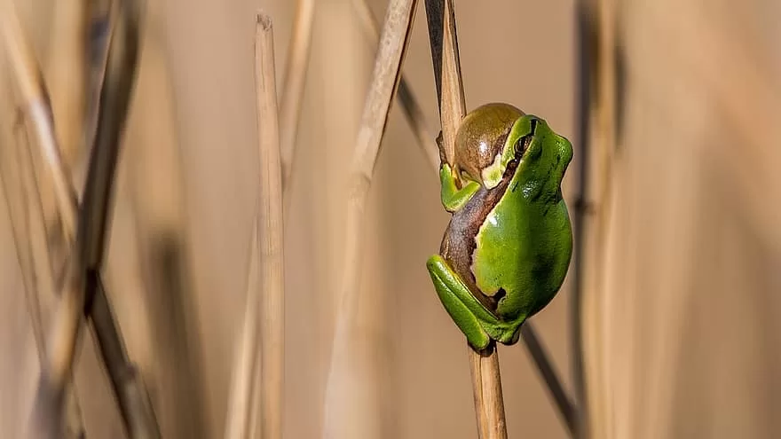 Anfibio africano verde croando sobre un tallo