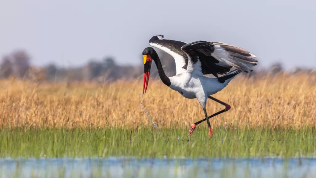 Animal africano moviendo las alas en el delta del Okawango