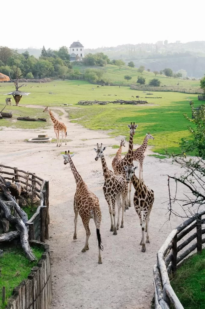 Animales africanos en el zoo de Praga mirando hacia atrás