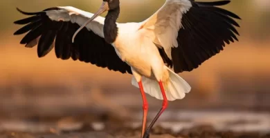 Ave africana negra y blanca con las patas rojas abriendo las alas