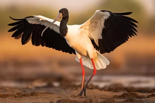 Ave africana negra y blanca con las patas rojas abriendo las alas