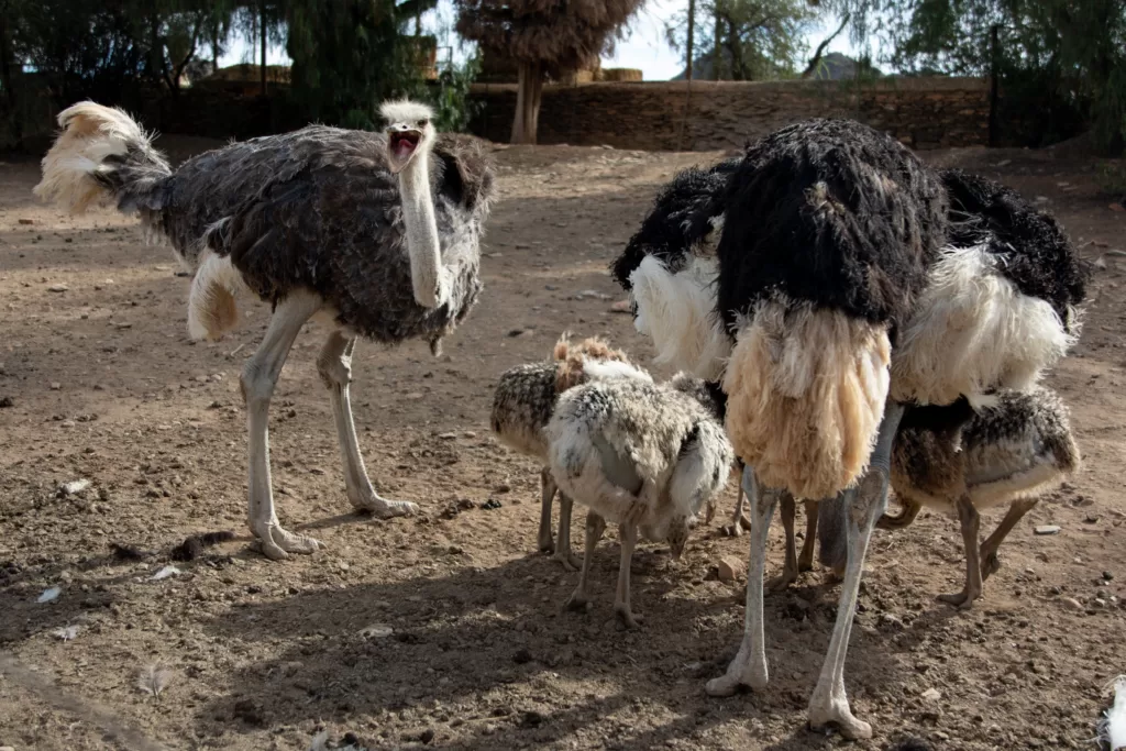 Familia de avestruces alimentándose
