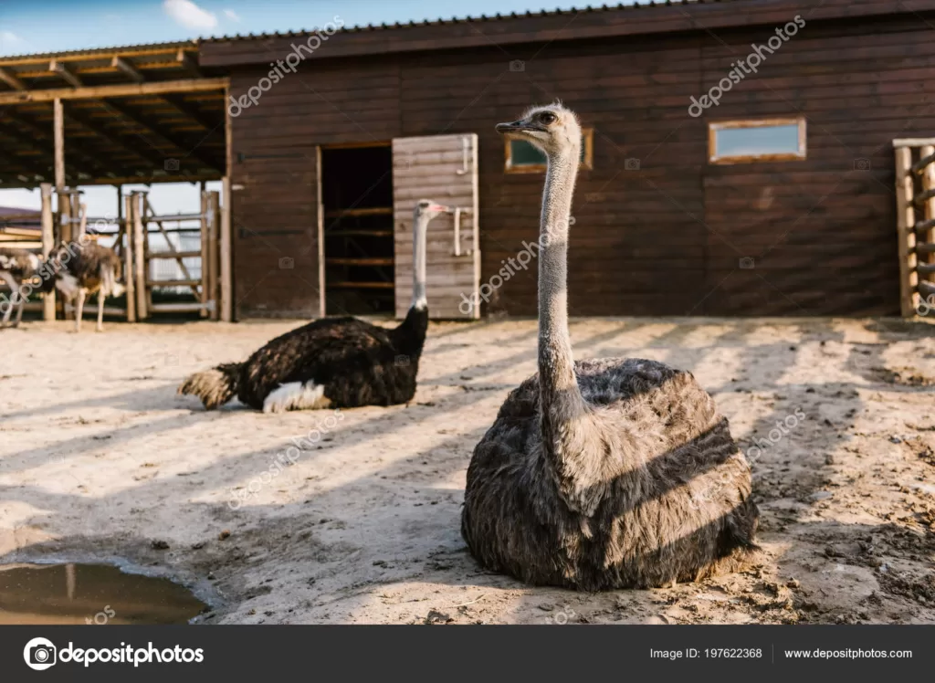 Pareja de avestruces descansando en el suelo en un zoo