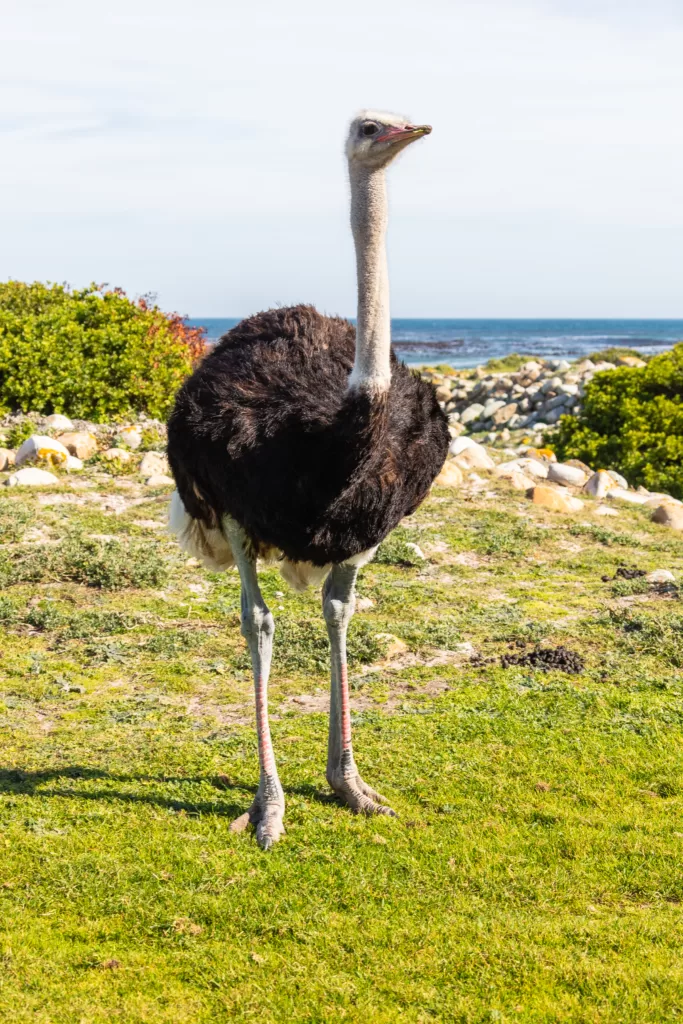 Vista frontal de una avestruz en África