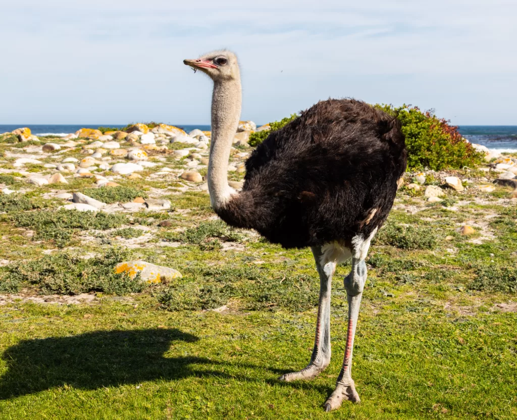 Vista de perfil de una avestruz africana