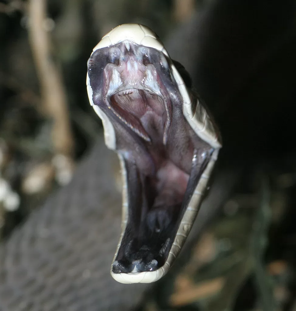 Vista frontal de una boca abierta de la Mamba Negra