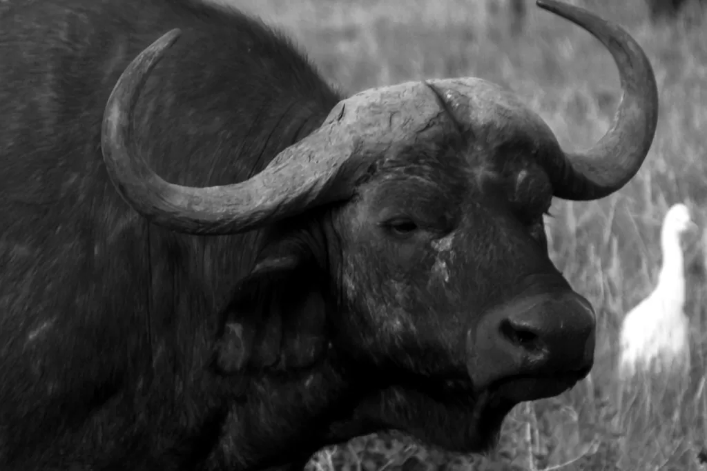 Vista de la cabeza de un búfalo de África