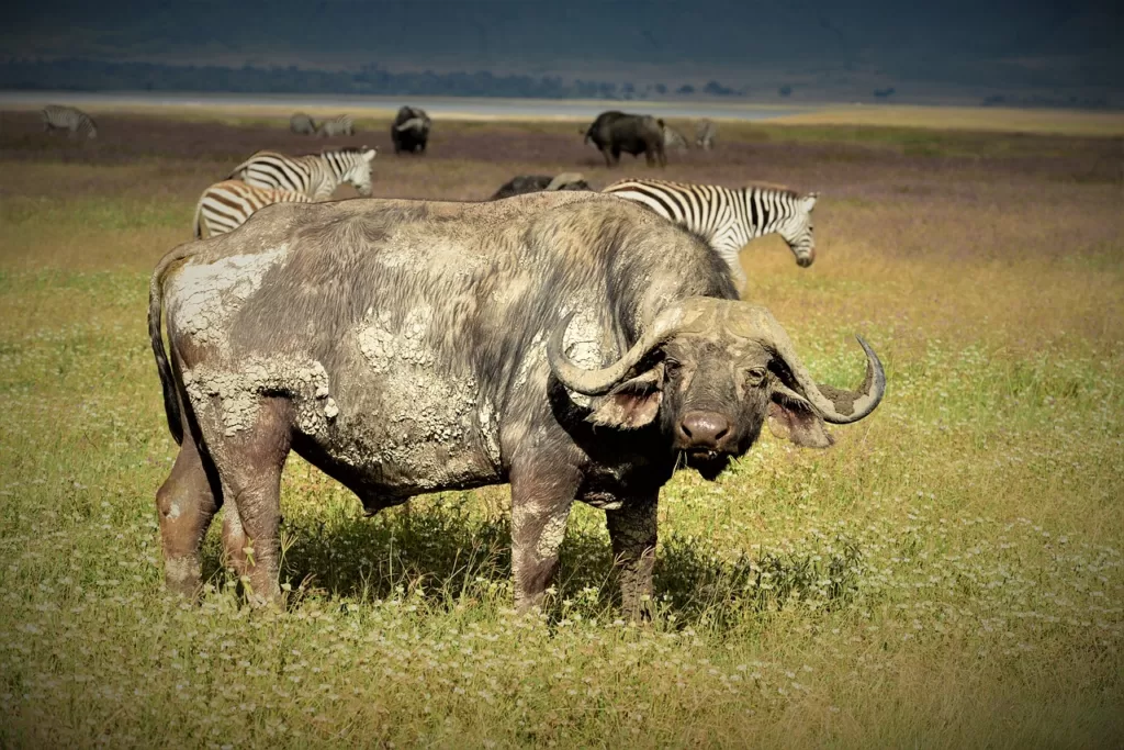 Búfalo en la sabana africanos con el resto de herbívoros típicos
