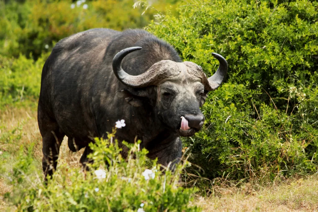 Búfalo africano con la lengua fuera al lado de arbustos