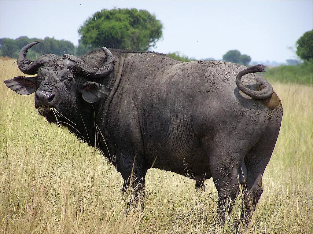 Búfalo africano en la sabana girando la cabeza