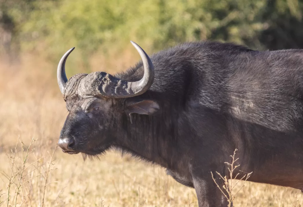 Vista lateral de un búfalo africano negro