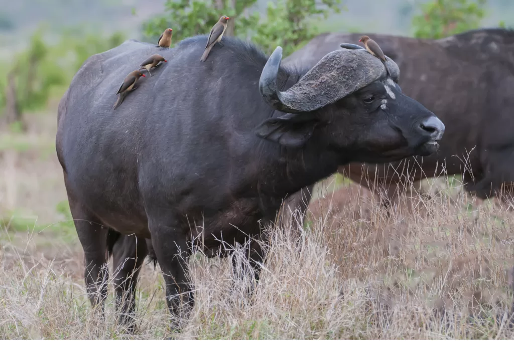 Búfalo africano con pájaros en su lomo y su cabeza