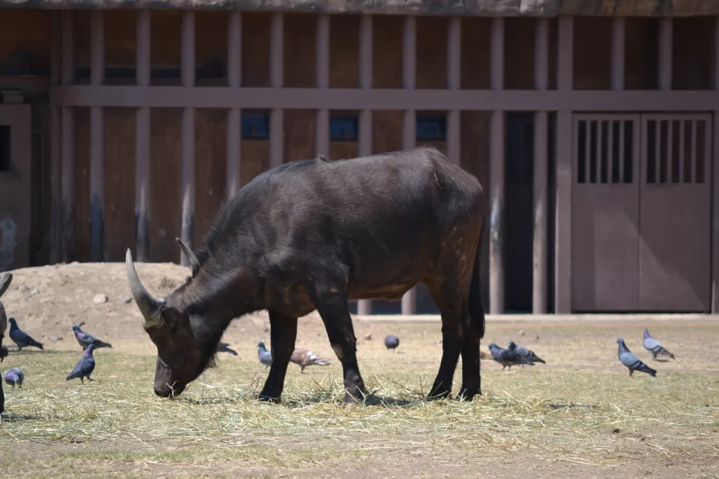 Búfalo africano joven comiendo en un zoo
