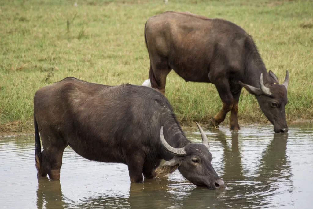 Pareja de búfalos bebiendo emparentados con el búfalo africano