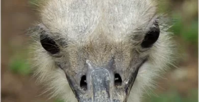 Vista frontal de la cabeza de una avestruz africana