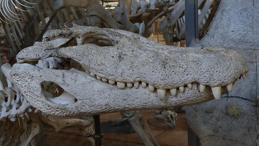 Vista lateral del esqueleto de una cabeza de cocodrilo 