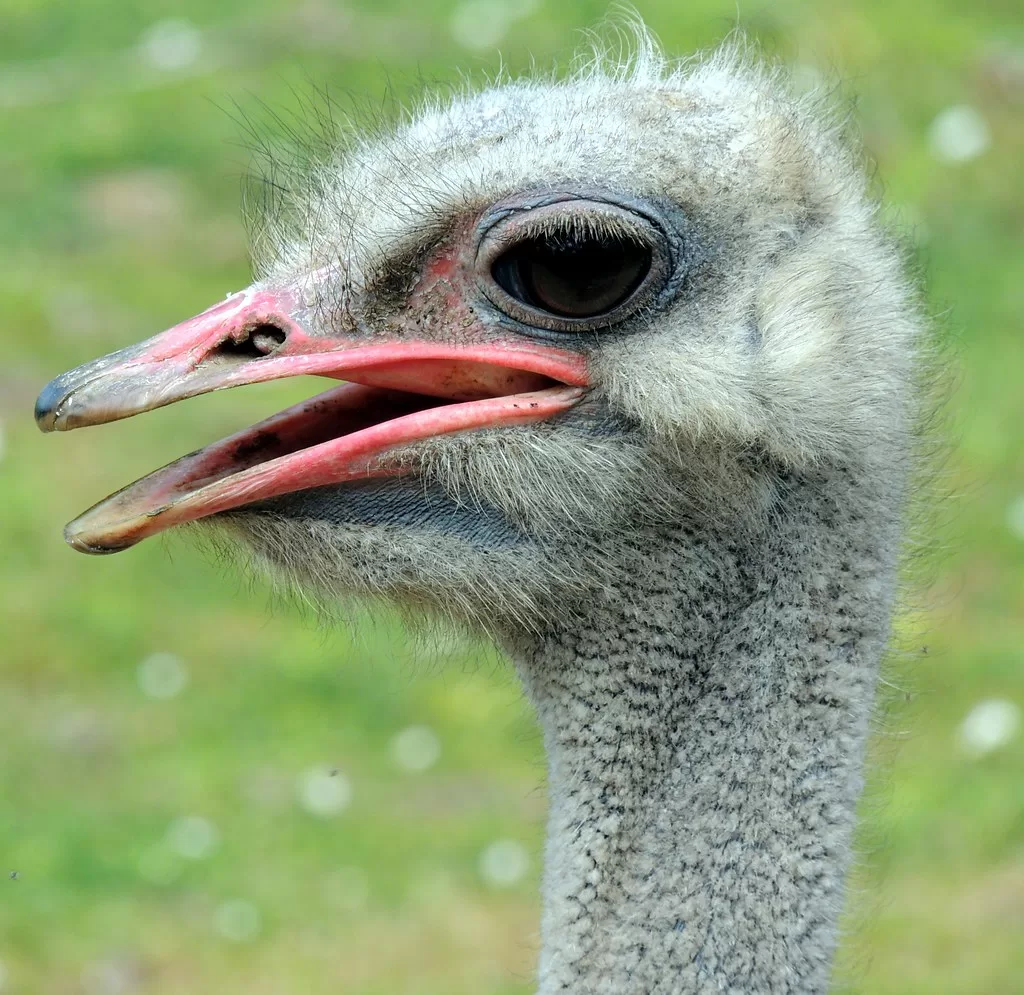Vista lateral de la cabeza de la avestruz africana