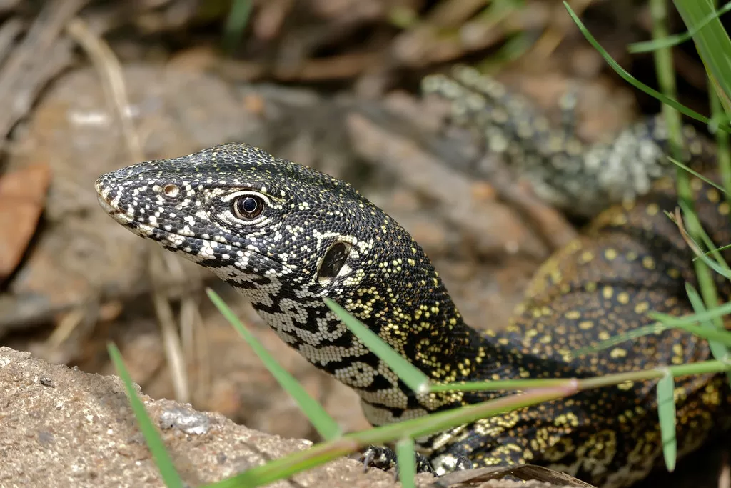 Cabeza de reptil africano asomando entre la vegetación