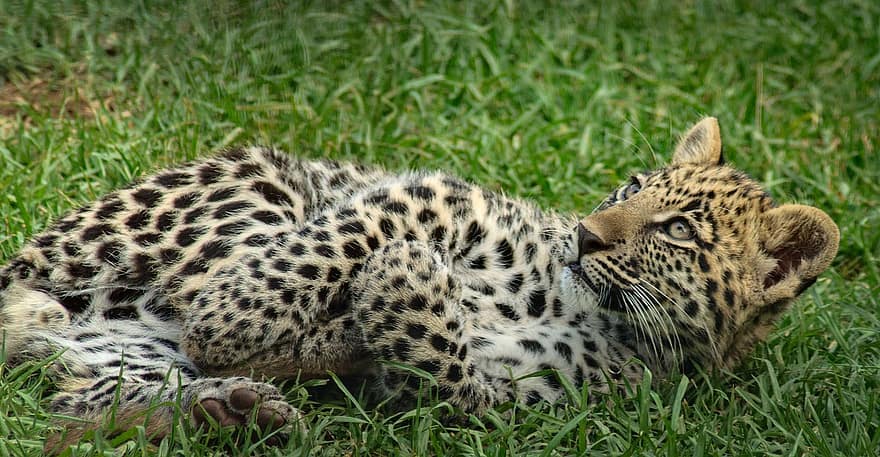 Cachorro de leopardo africano acostado mirando hacia arriba