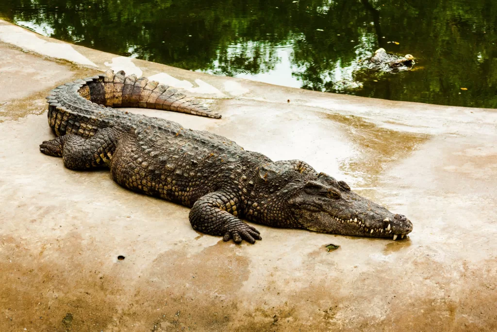 Vista de cuerpo entero de un cocodrilo del Nilo africano acostado en una roca