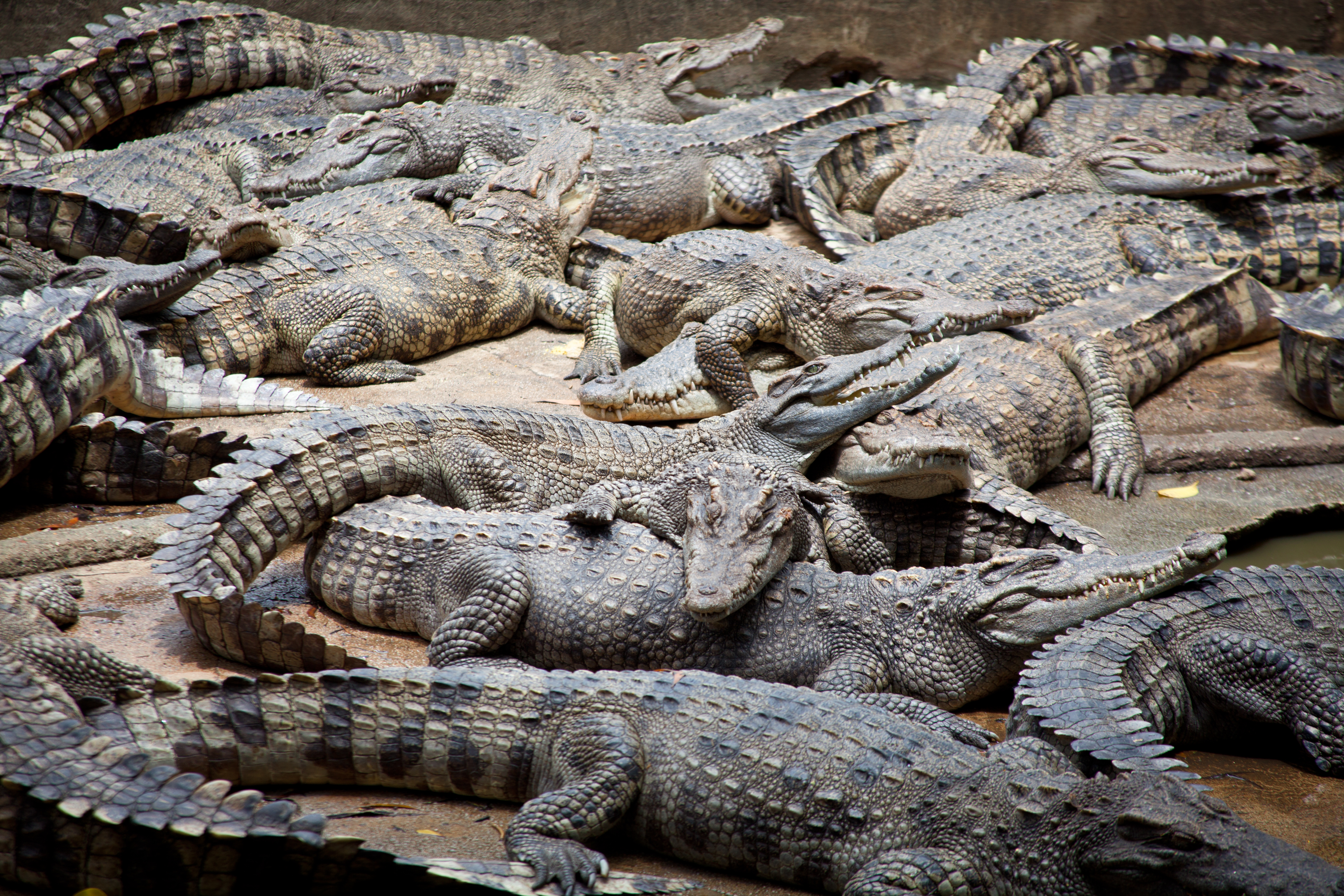 Grupo de cocodrilos del Nilo unos sobre otros