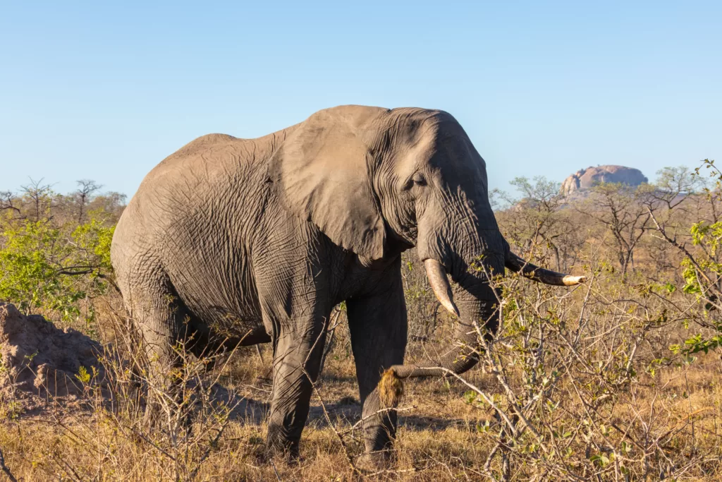 Elefante africano con grandes colmillos en el parque Kruguer