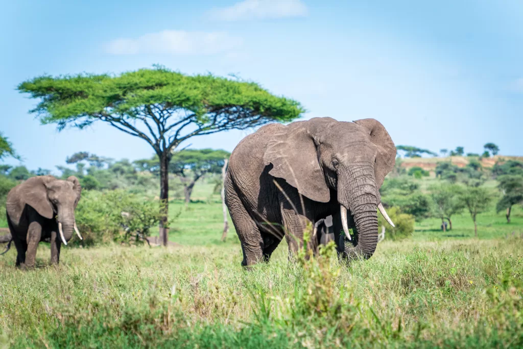 Elefante africano macho desplazándose por la sabana