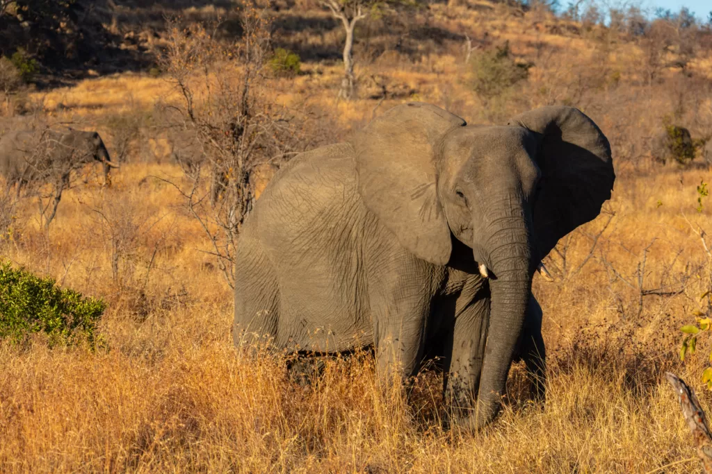 Elefante africano en la sabana con sus orejas abiertas