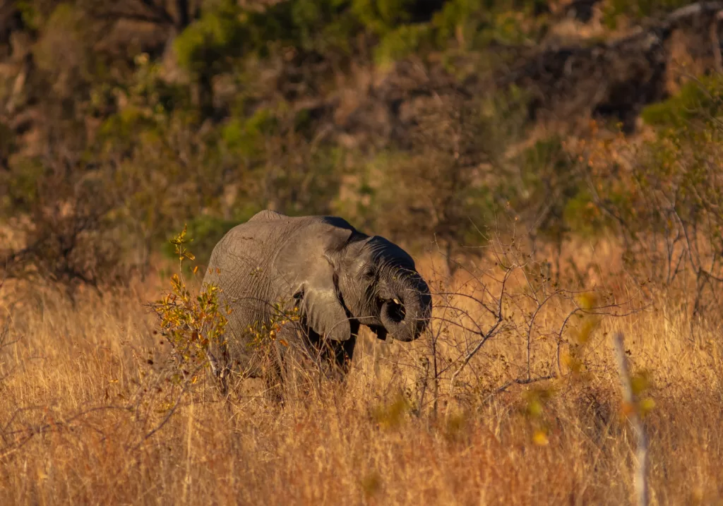 Elefante africano alimentándose en la sabana