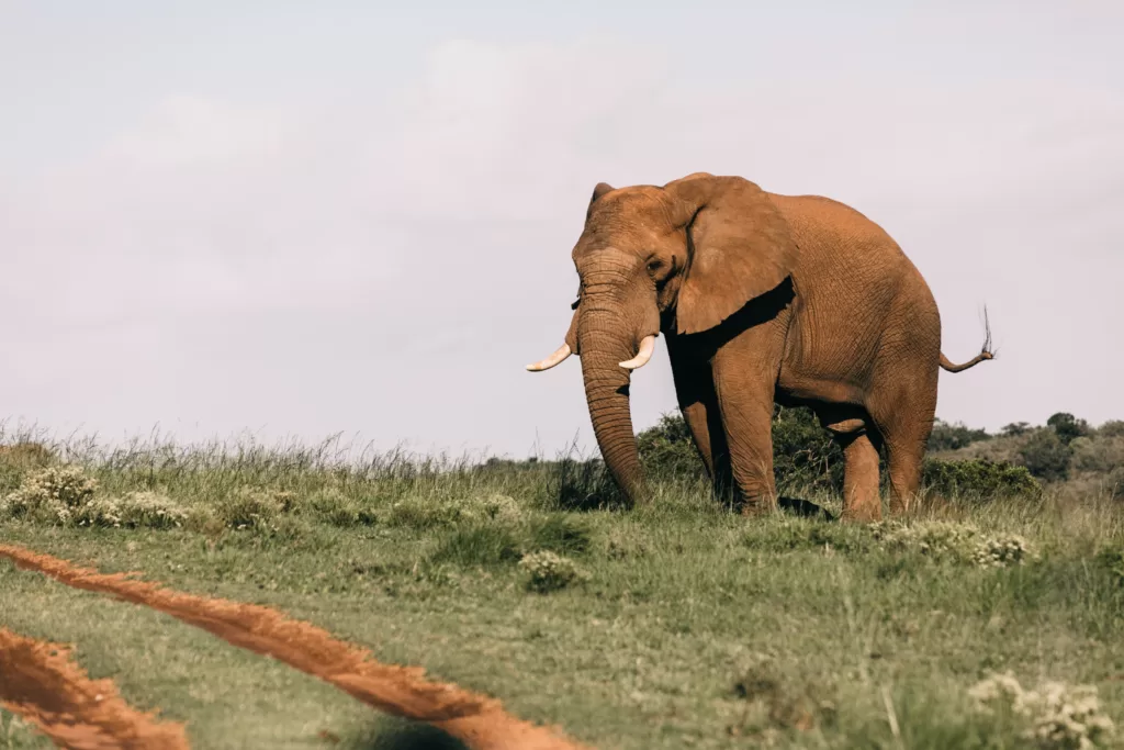 Elefante africano de color marrón claro por estar cubierto de tierra