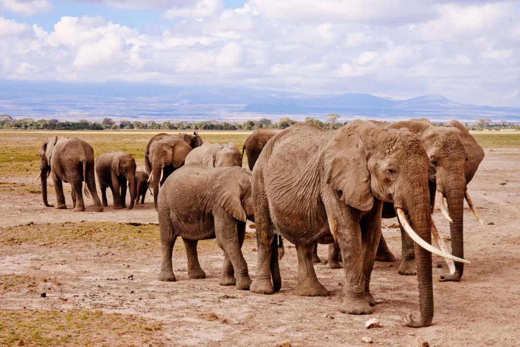 Grupo de elefantes africanos con sus crías en Amboselli