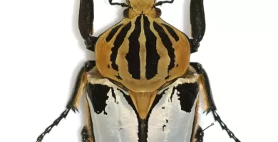 Vista aérea de un escarabajo goliat