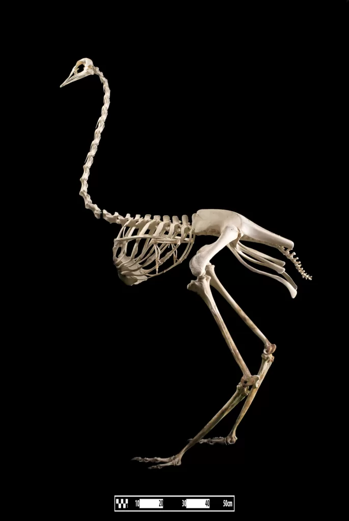 Vista lateral de un esqueleto de una avestruz