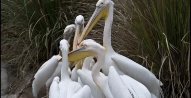 Familia de aves africanas interactuando entre ellas