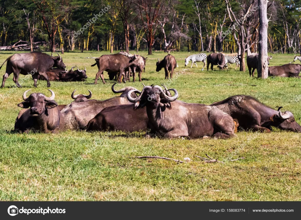 Familia de búfalos africanos descansando en la hierba