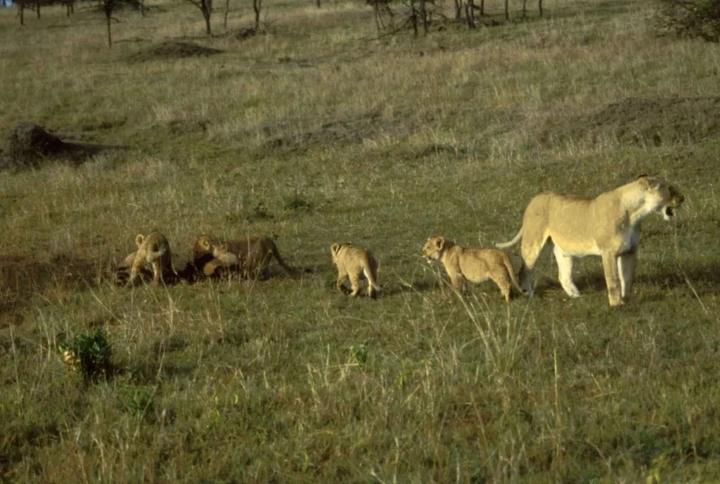 Familia de mamíferos africanos recorriendo la sabana