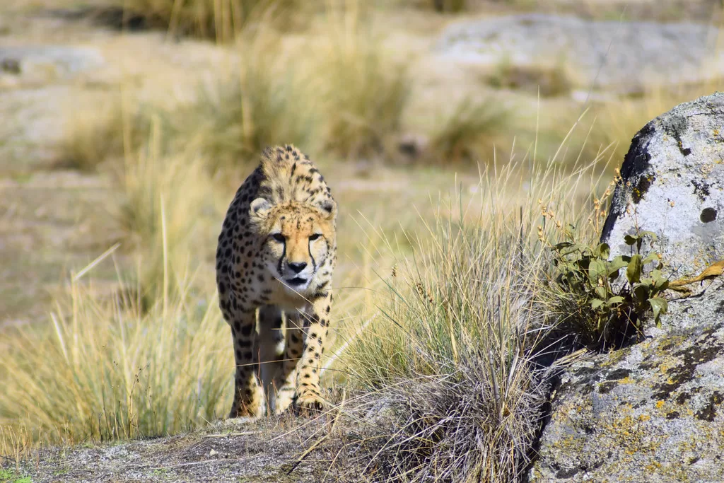 Vista frontal de un guepardo mirando a una presa