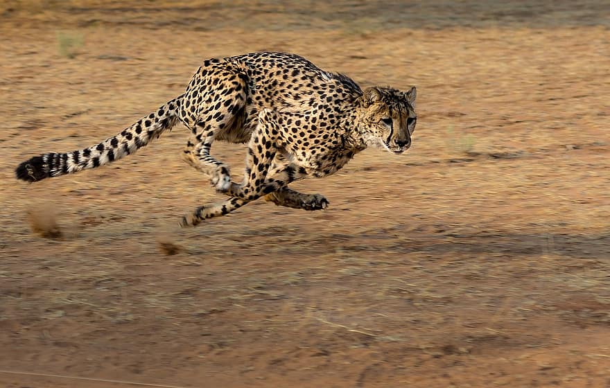 Vista de zancada de un guepardo mientras está en el aire