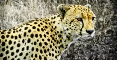 Vista lateral de cabeza de un guepardo en África