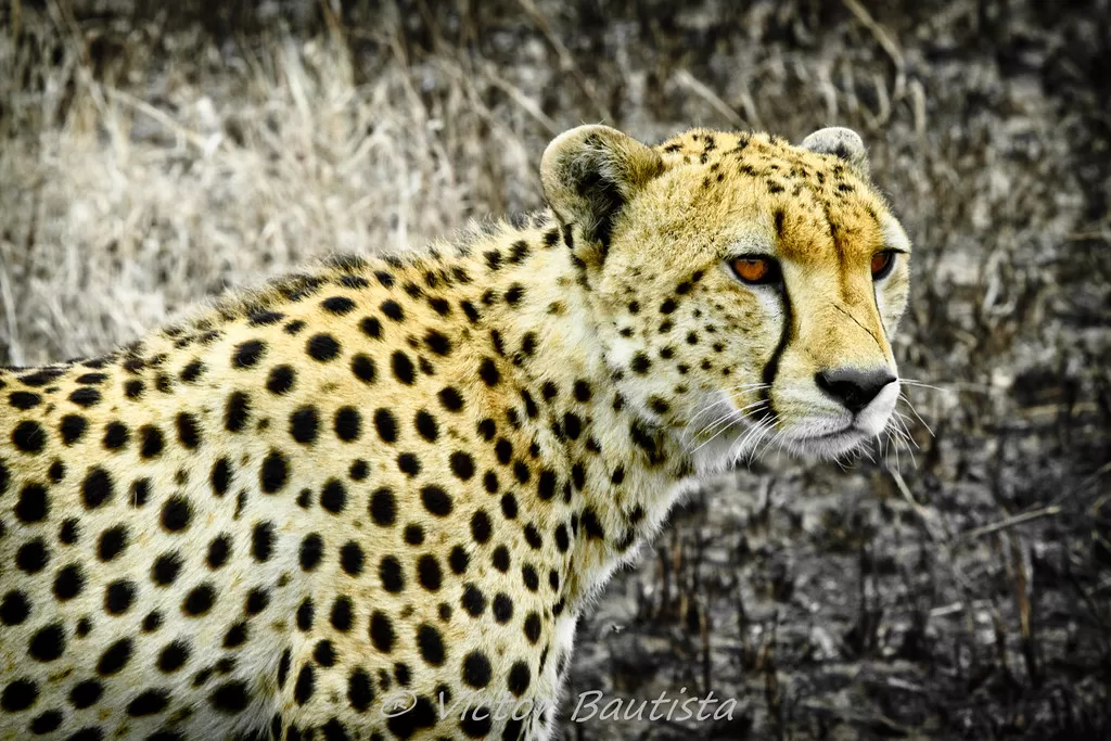 Vista lateral de cabeza de un guepardo en África