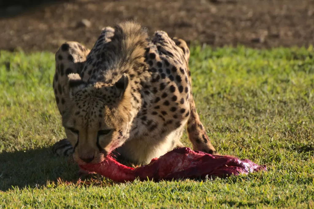 Vista frontal de un guepardo comiendo una presa