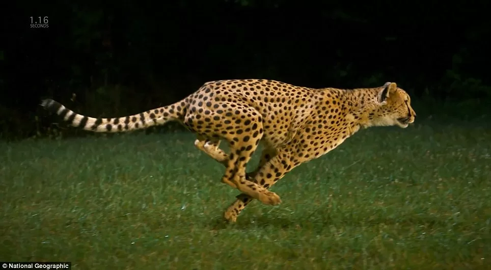 Vista lateral de un guepardo corriendo en fondo negro