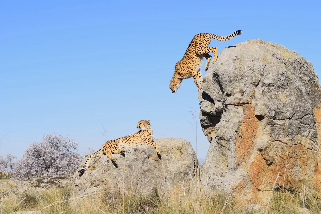 Pareja de guepardos en las rocas