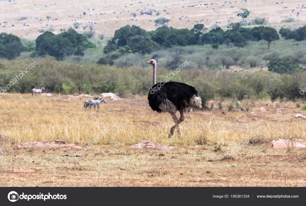 Avestruz caminando por la sabana africana