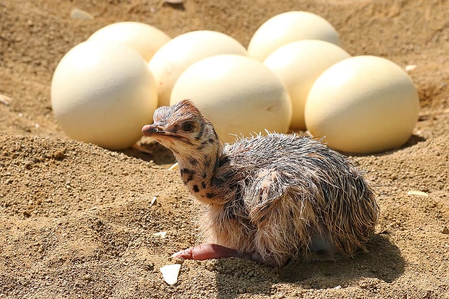 Huevos de avestruz con una cría recién nacida delante 
