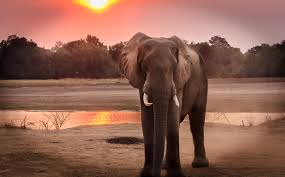 Vista frontal de un elefante africano durante la puesta de sol