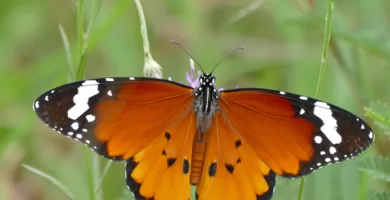 Insecto africano anaranjado con las alas abiertas